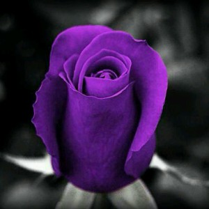 rosa violeta
